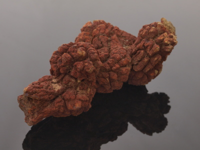 Coprolite (Fossilized Dung)